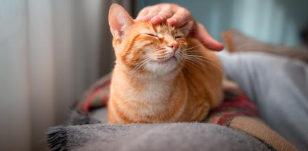 Así son los gatos en España: el mestizo, el rey de los hogares